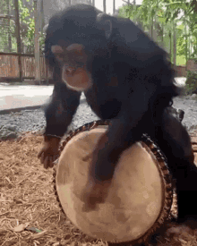 monkey-drum.gif
