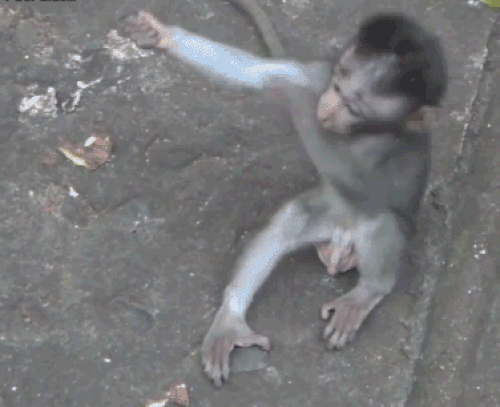 monkey-hug-9.gif