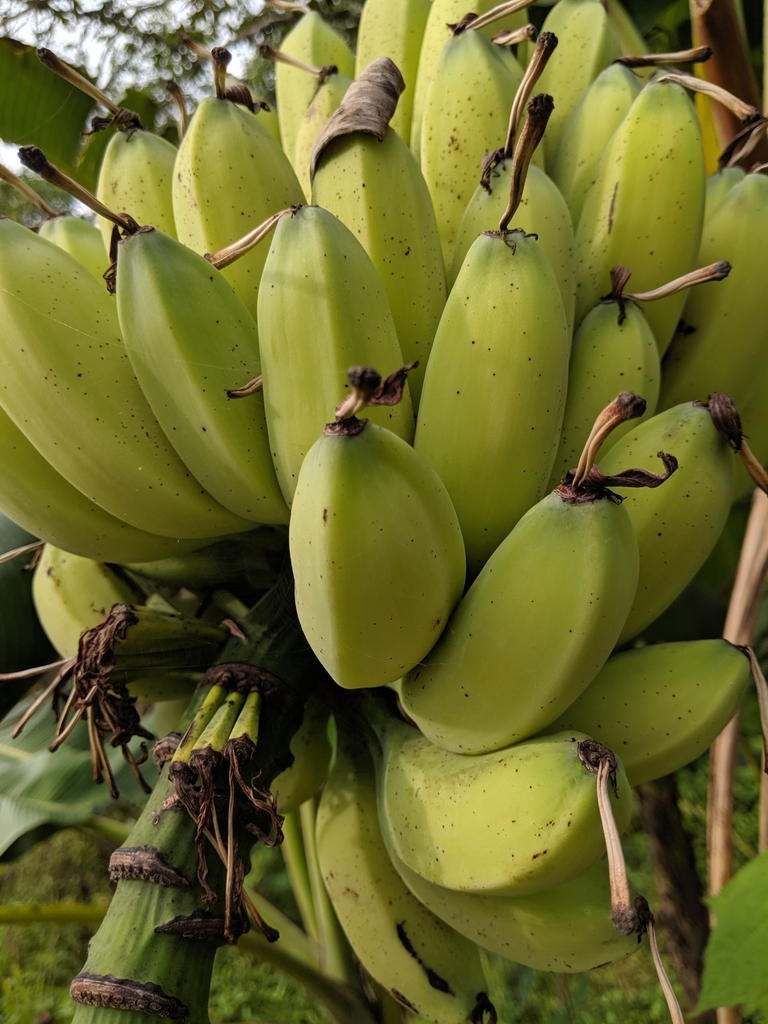 musa-balbisiana-bananero-semillas.webp