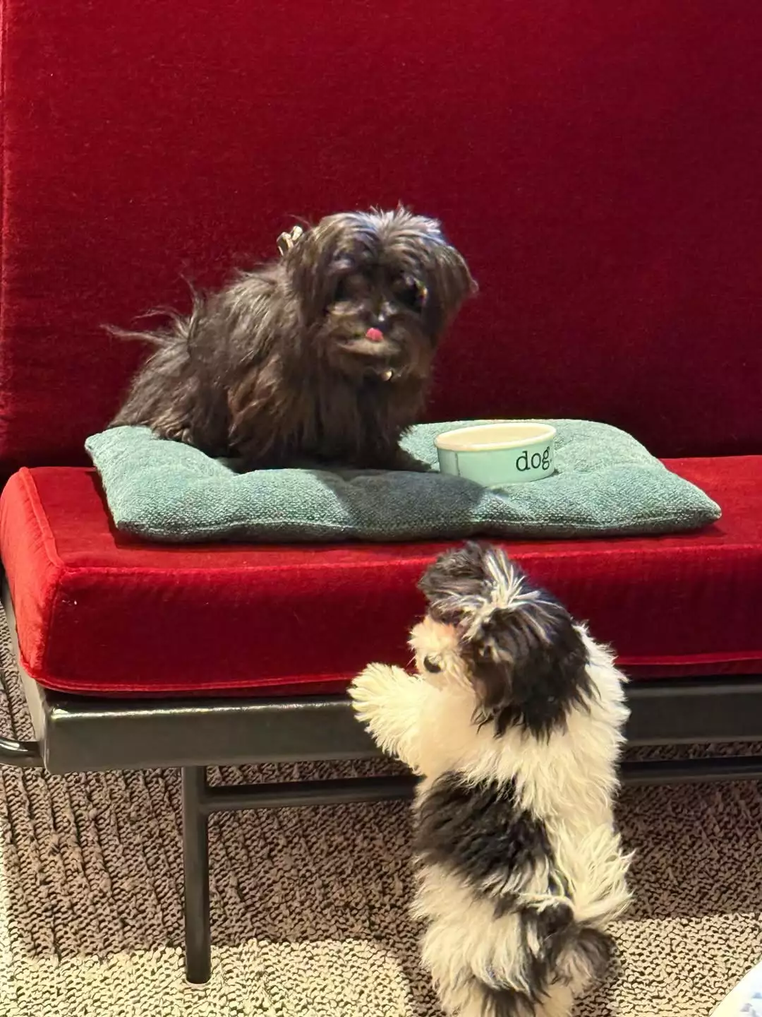 New 😍paws in the house… 🐾 (3).webp