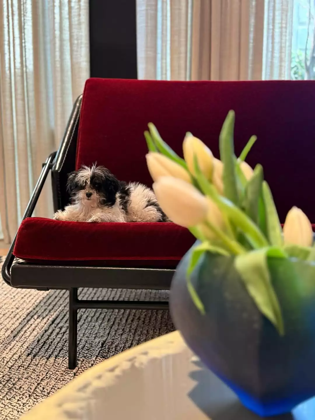 New 😍paws in the house… 🐾 (4).webp