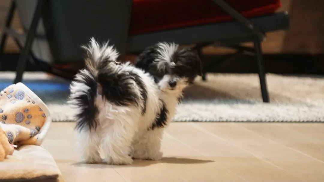 New 😍paws in the house… 🐾 (6).webp