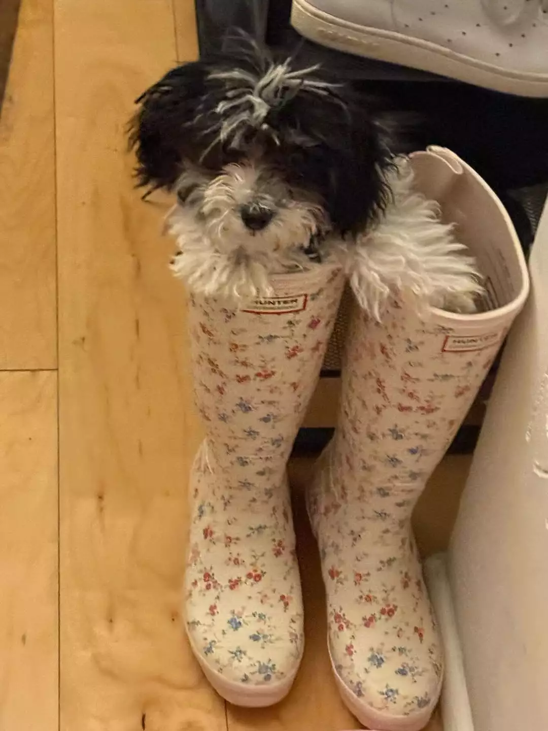 New 😍paws in the house… 🐾 (7).webp