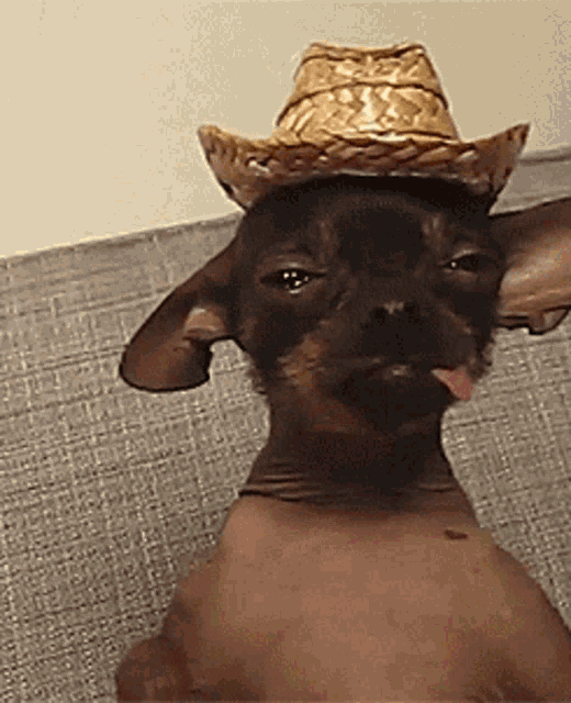 nose pileien perrosombrero.gif