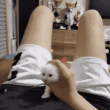 paja-gato.gif