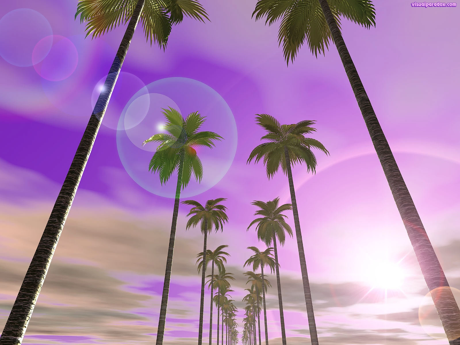 palmrow1600.webp