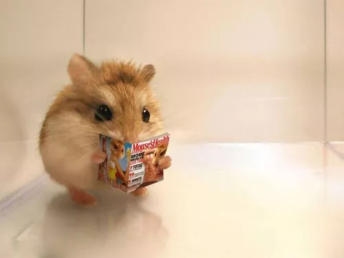 pay-no-mind-hamster-meme-rti5kw0qoigsp23u.webp