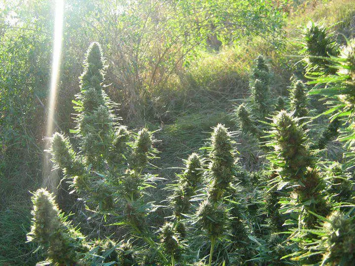 periodo de floración de la cannabis.jpg