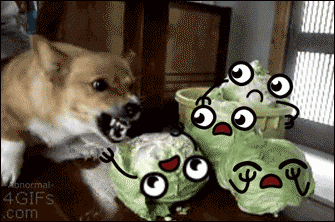 perro ataca leccuga.gif