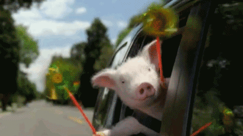 pig-53.gif