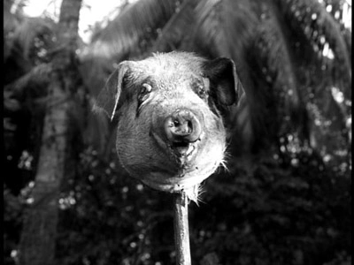 pig-head5.webp