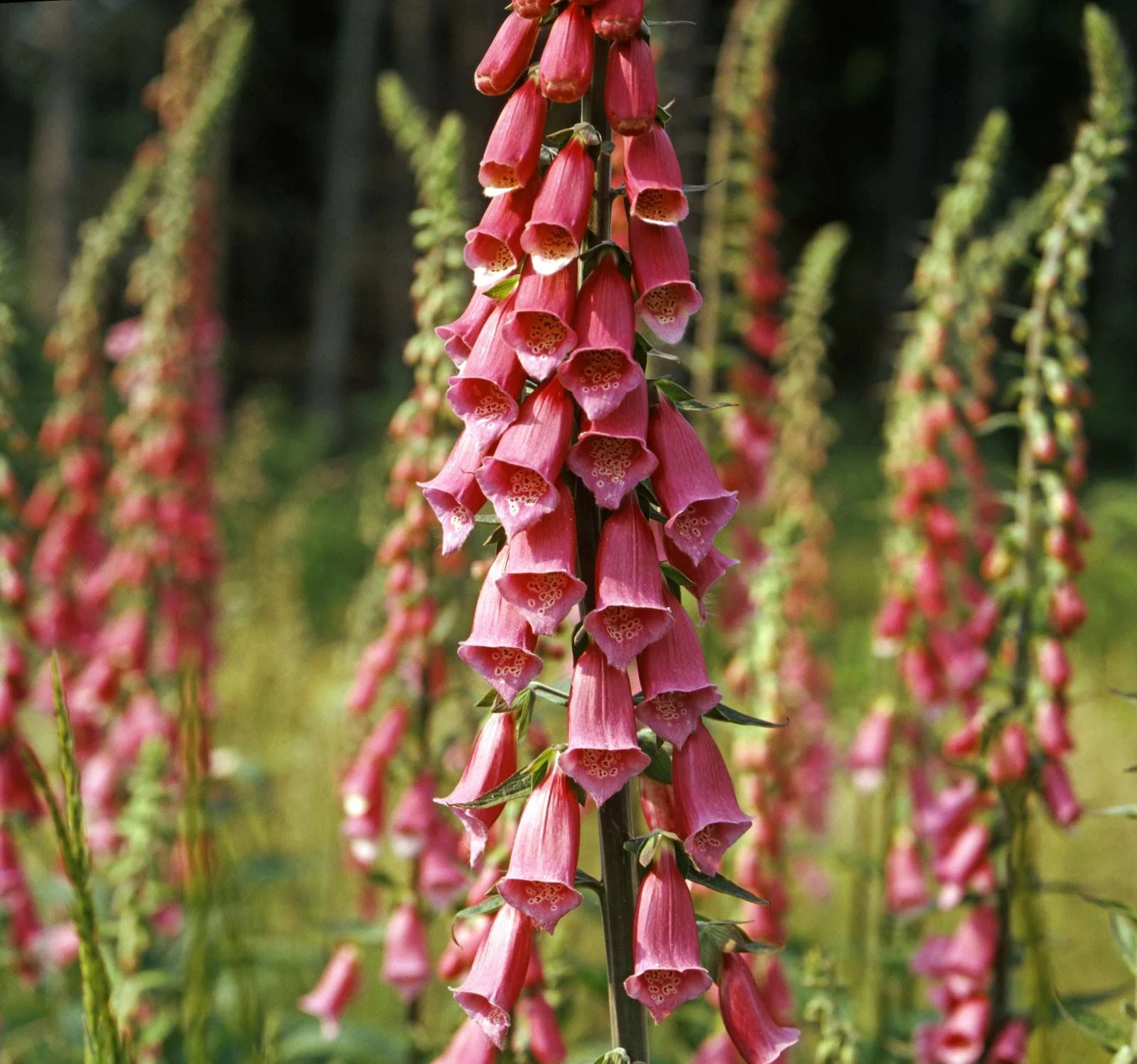 pink-foxglove-flowers-in-bloom-1440827415.webp