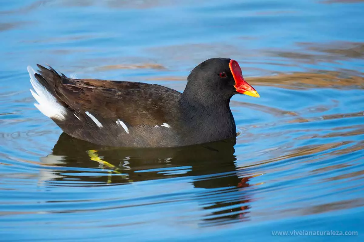 polla-de-agua-gallineta-comun-gallinula-chloropus-1.webp