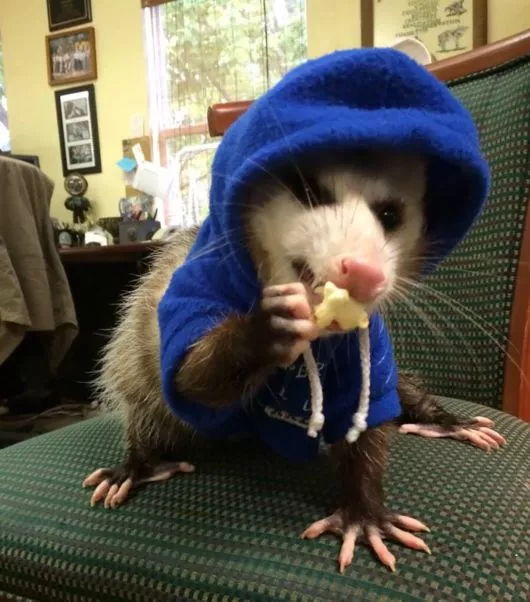 possums_and_opossums_18-577588369.jpg