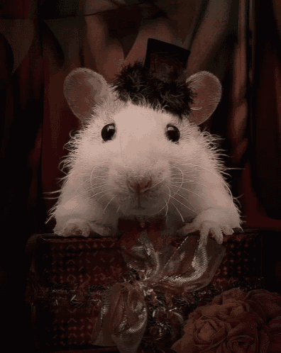 qqq.gif