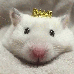 qqqqq.gif