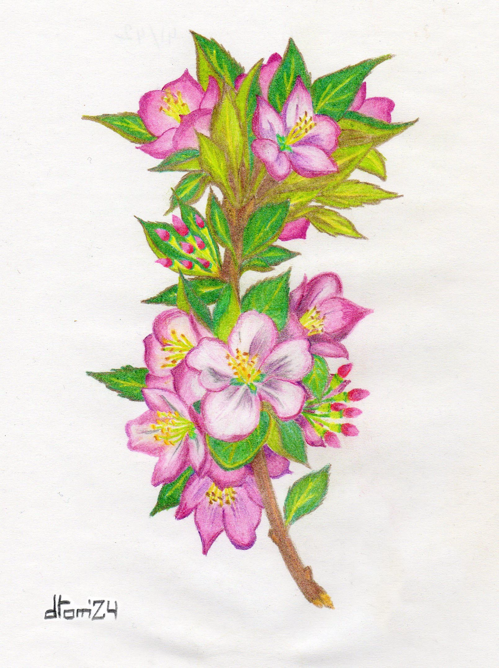 Rama de manzano 26.webp