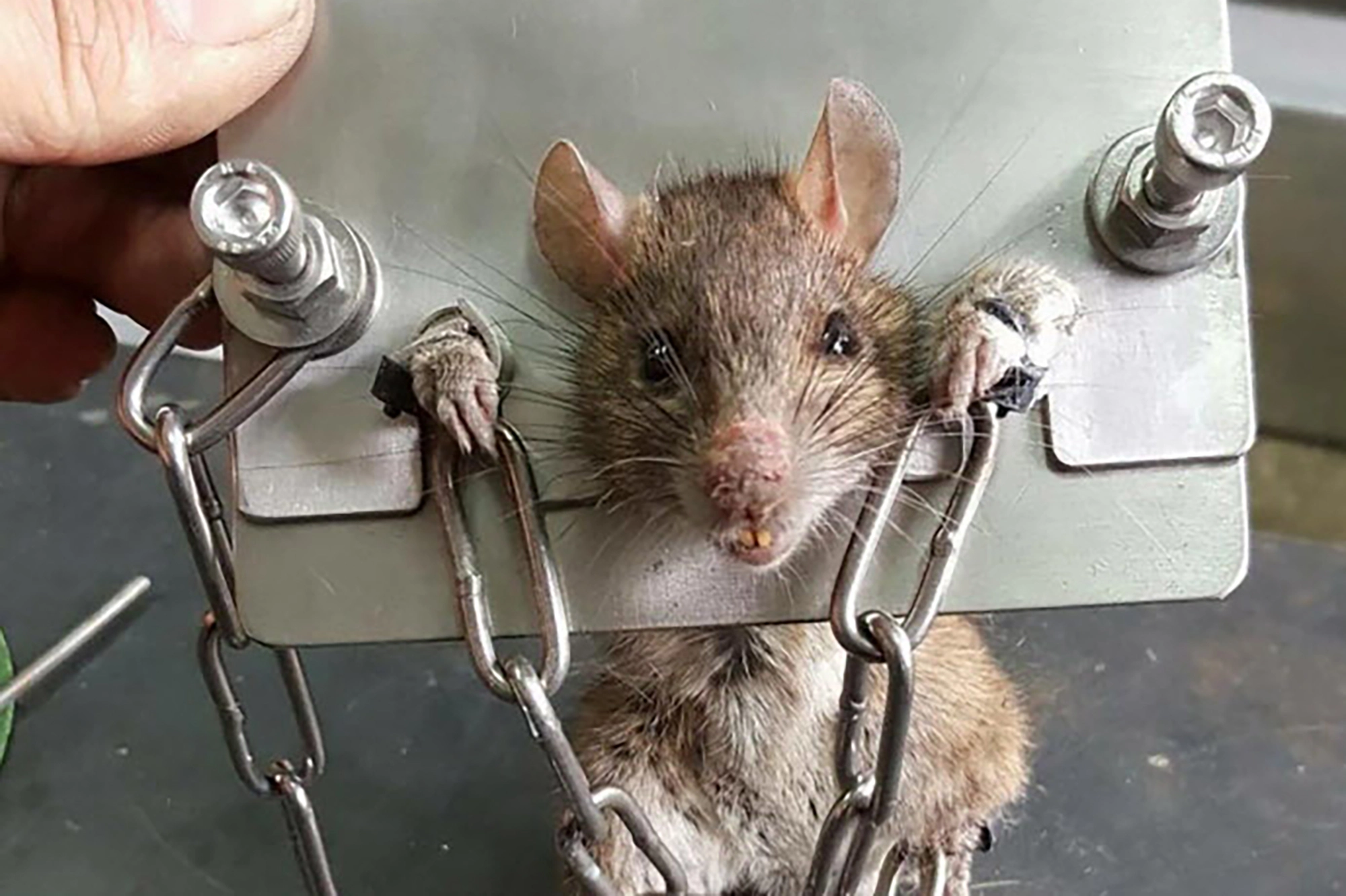 rat-1-1796461436.webp