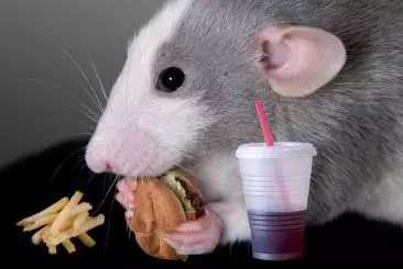 Rat_eating.webp