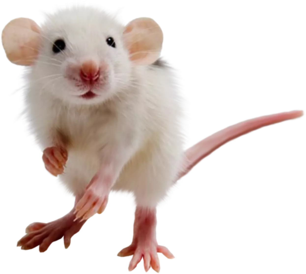 rat_mouse_PNG23538.webp