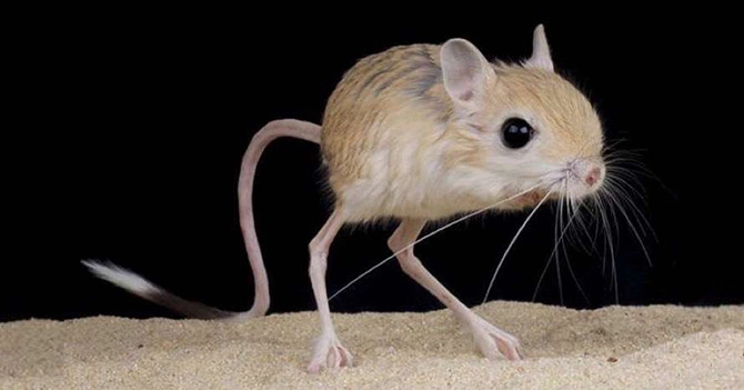rata-canguro-dipodomys-gravipes-creia.webp