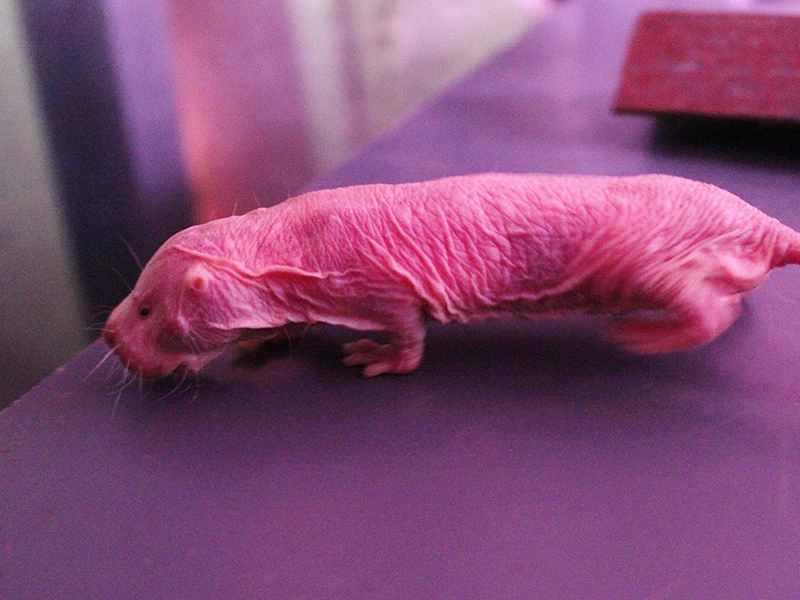 Rata-topo-desnuda-Animales-Faunia-5.webp