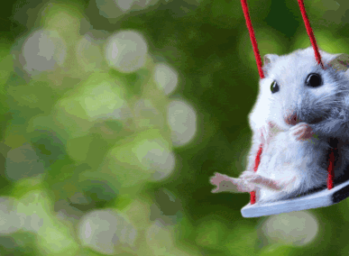 raton-columpiandose-9943-1457632075.gif