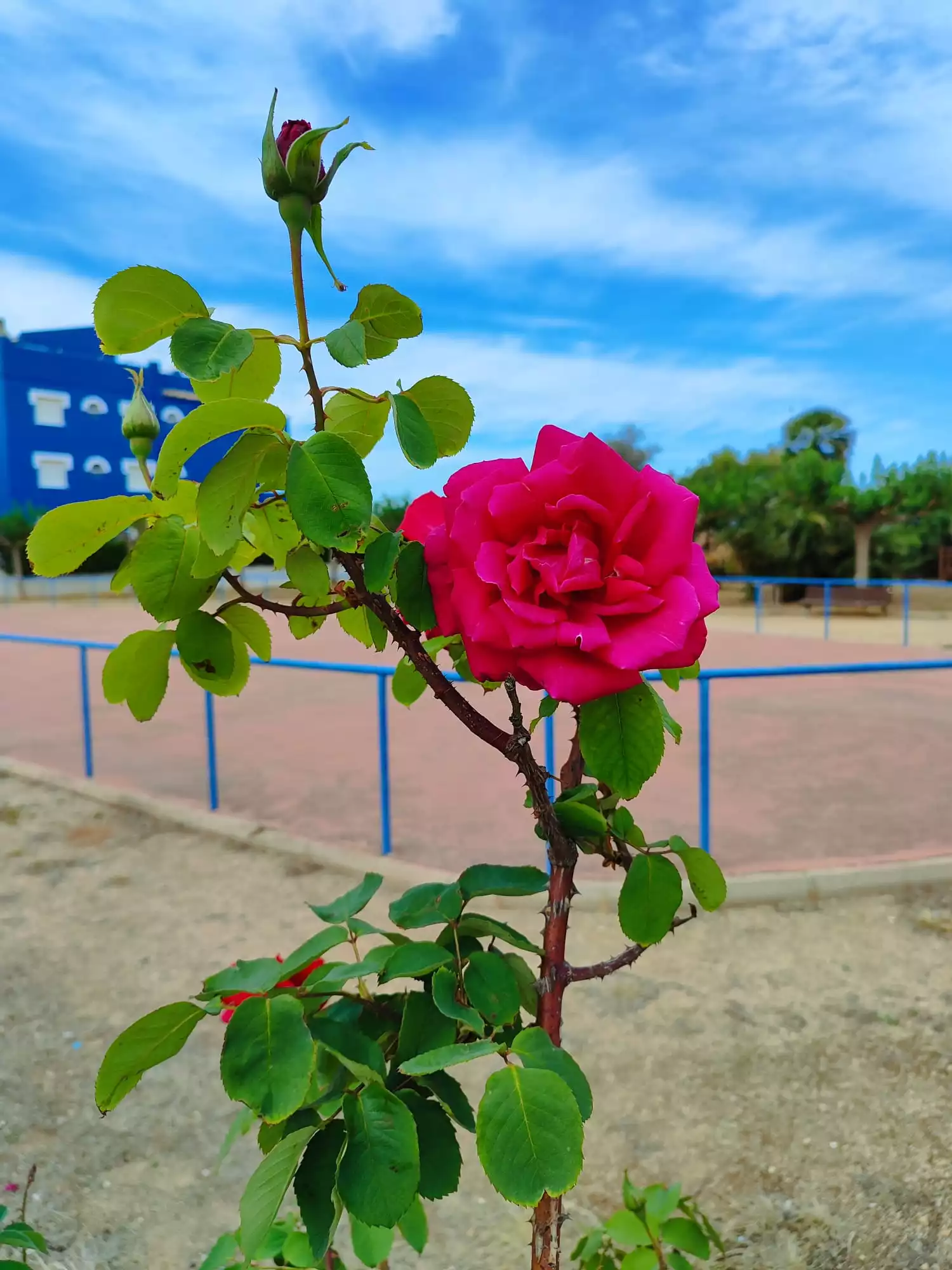 rosa.jpg