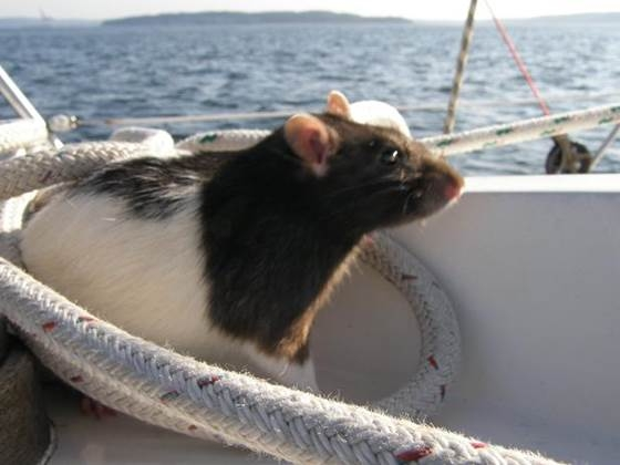 sailing-rat.webp