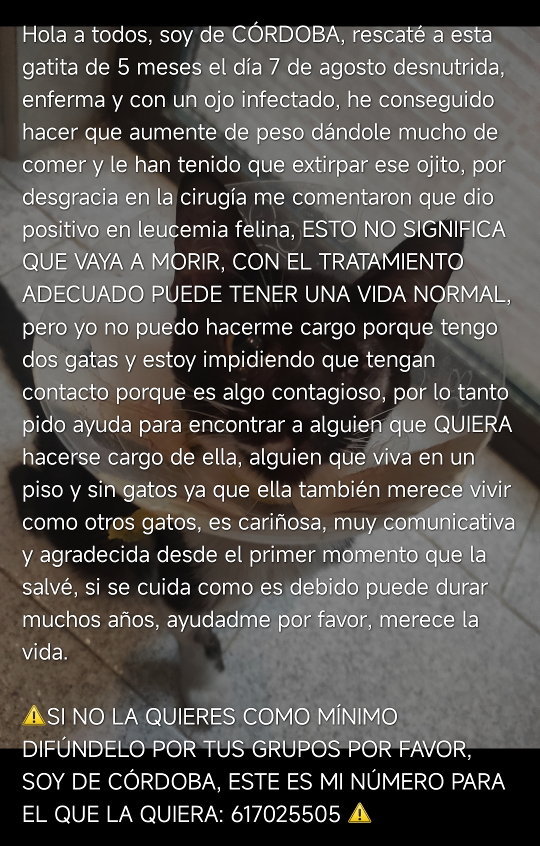 Screenshot_2024-08-22-11-52-33-106-edit_com.whatsapp.webp