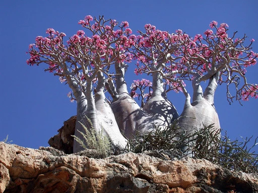socotra-dendrosicyos.webp