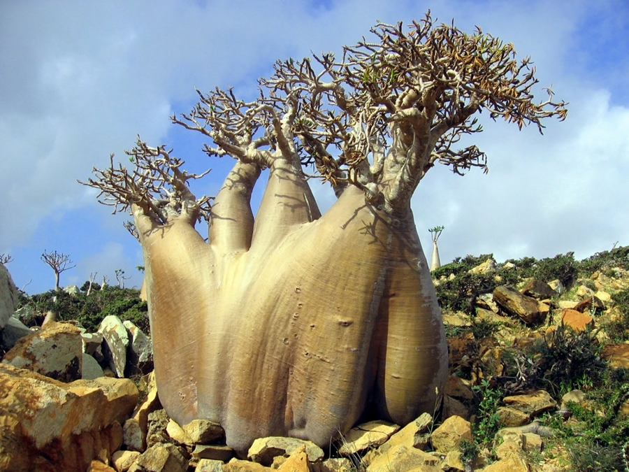 socotra_Dorstenia_gigas1.jpg