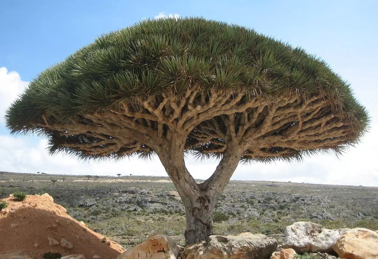 Socotra_dragon_tree.webp