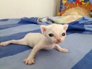 spermcat.webp