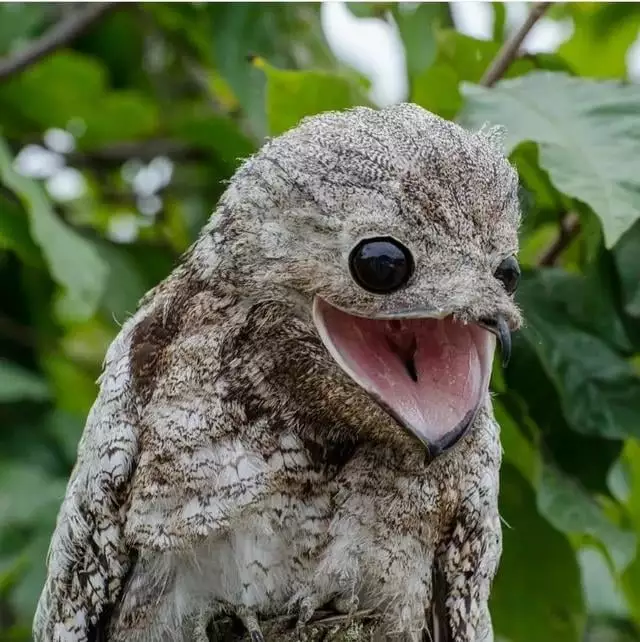 the-great-potoo-v0-3pr909pvr0ub1.webp