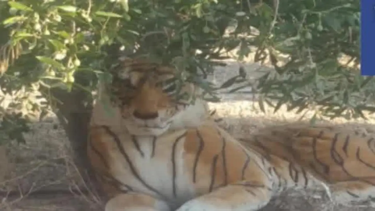 Tigre 2.webp