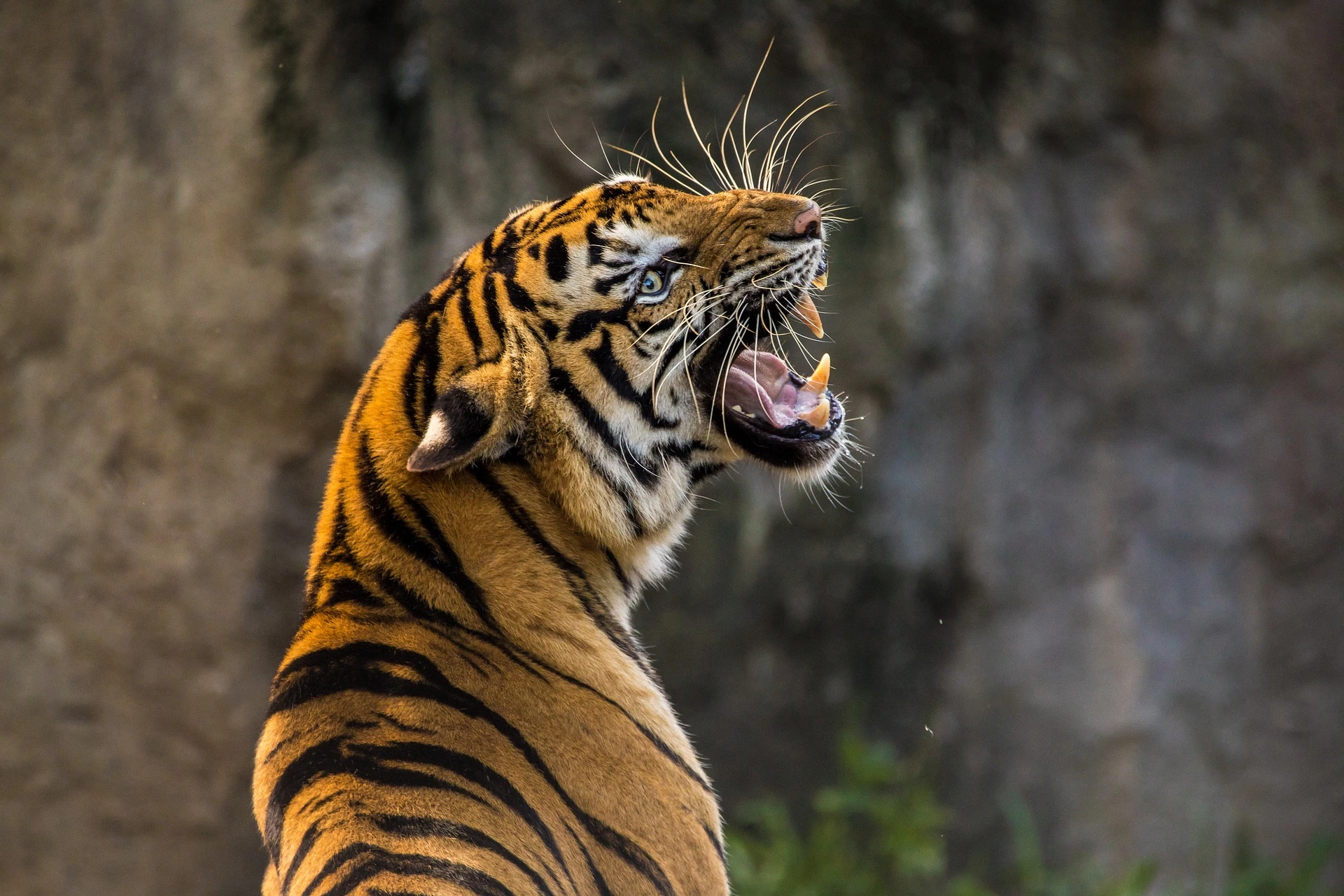 tigre-4-libre-de-droits.webp