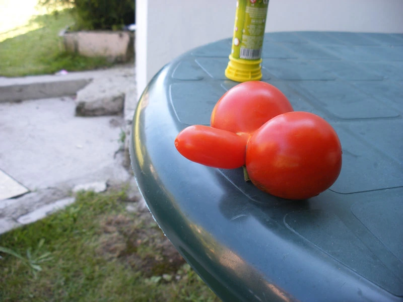 tomate-pene1-w.webp