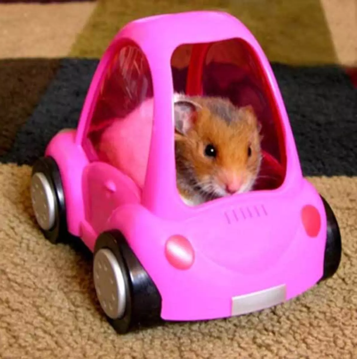 traveling-with-hamrrster-3498465222.webp