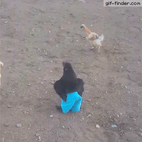 Tumblr_l_125371968835856.gif