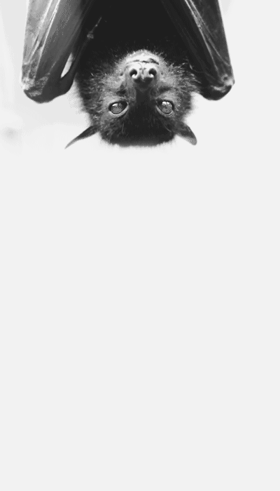 Tumblr_l_206990150463588.gif