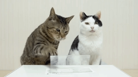 Tumblr_l_21329694893580.gif