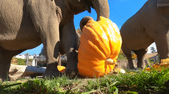 Tumblr_l_215265089480690.gif
