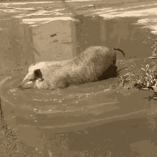 Tumblr_l_279323088729848.gif