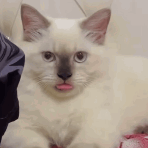 Tumblr_l_39080095281704.gif