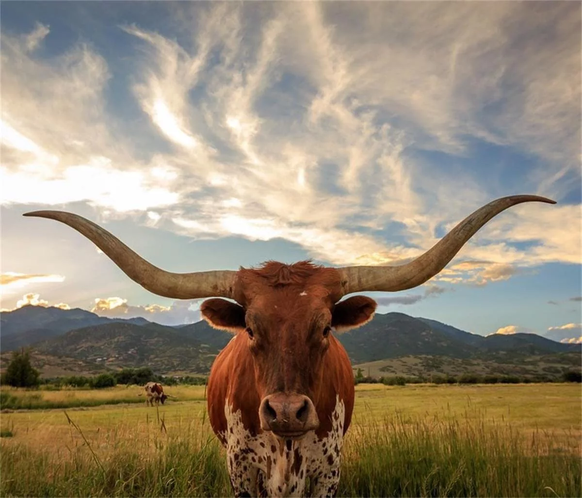 vaca.webp