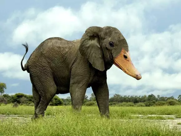 weird-wildlife-eleduck.jpg