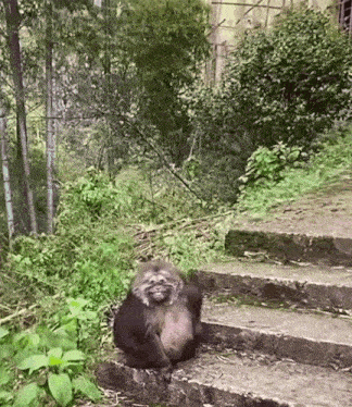 xing-xing-xingxing.gif