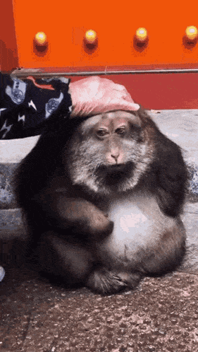 xingxing-monkey.gif