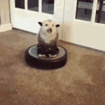 1679013766766737.gif
